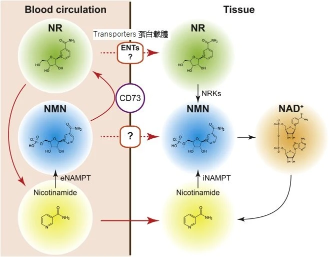 nad in bulk