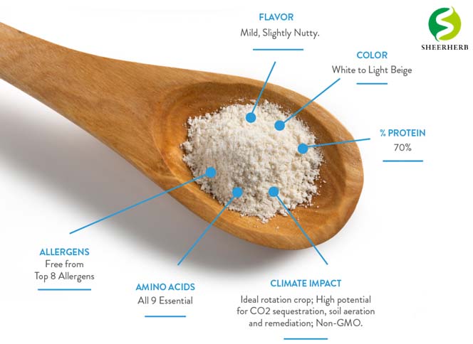 Hemp seed protein3
