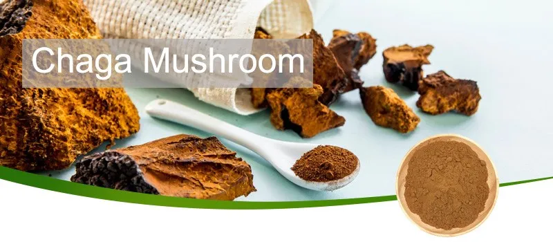 chaga mushroom-2 chaga mushroom-2