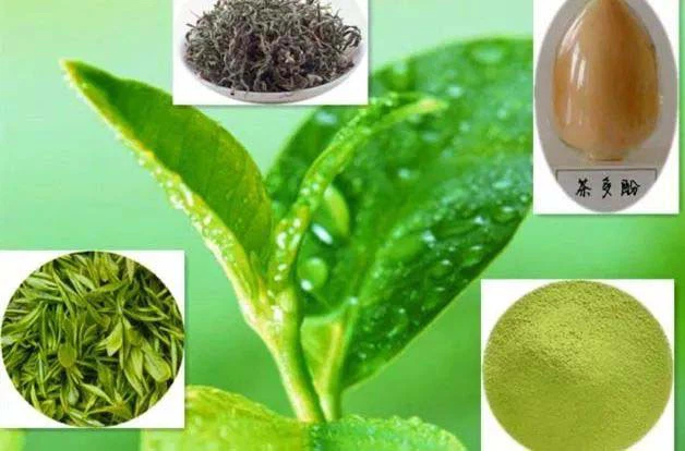 Tea polyphenols-1 Tea polyphenols-1
